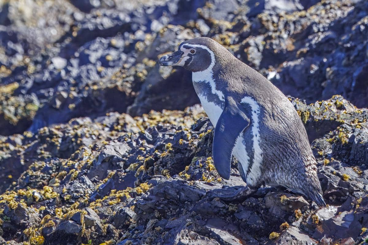 Penguin humboldt (Spheniscus humboldti) di Puñihuil, Ancud, Pulau Chiloé.