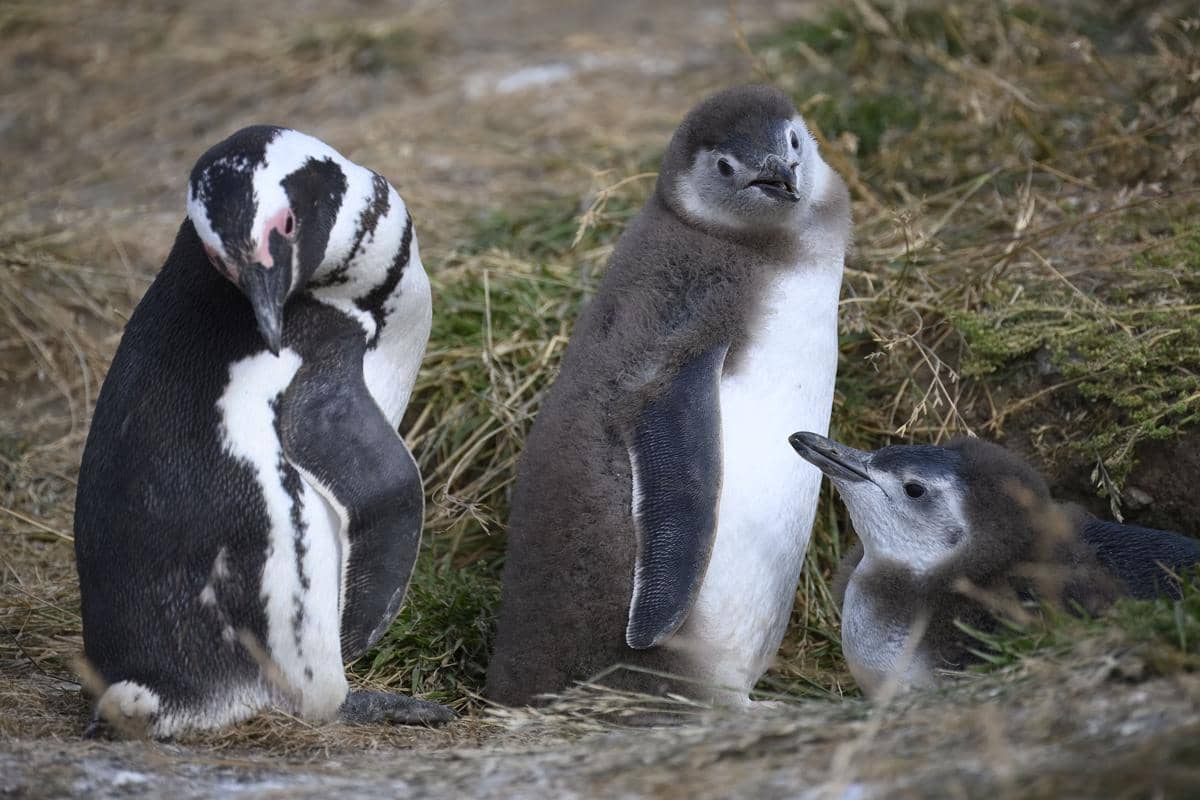 12 Penguin yang Tak Hidup di Tempat Dingin, Banyak yang Terancam Punah