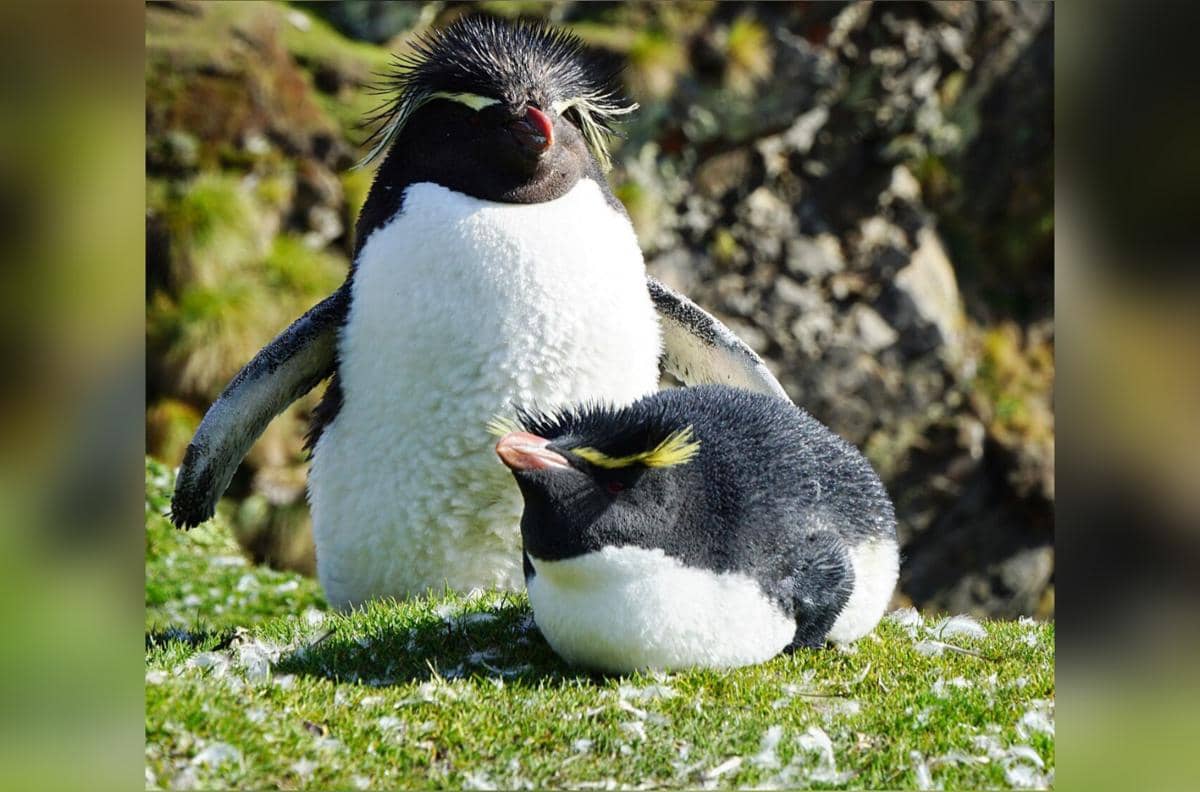 Sepasang penguin pelompat-batu selatan di Murrell Farm, Falkland Timur.