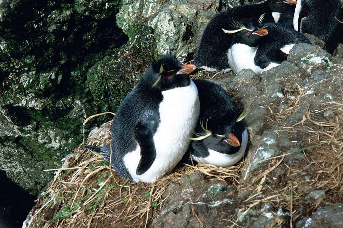 Penguin pelompat-batu timur di Garden Cove.