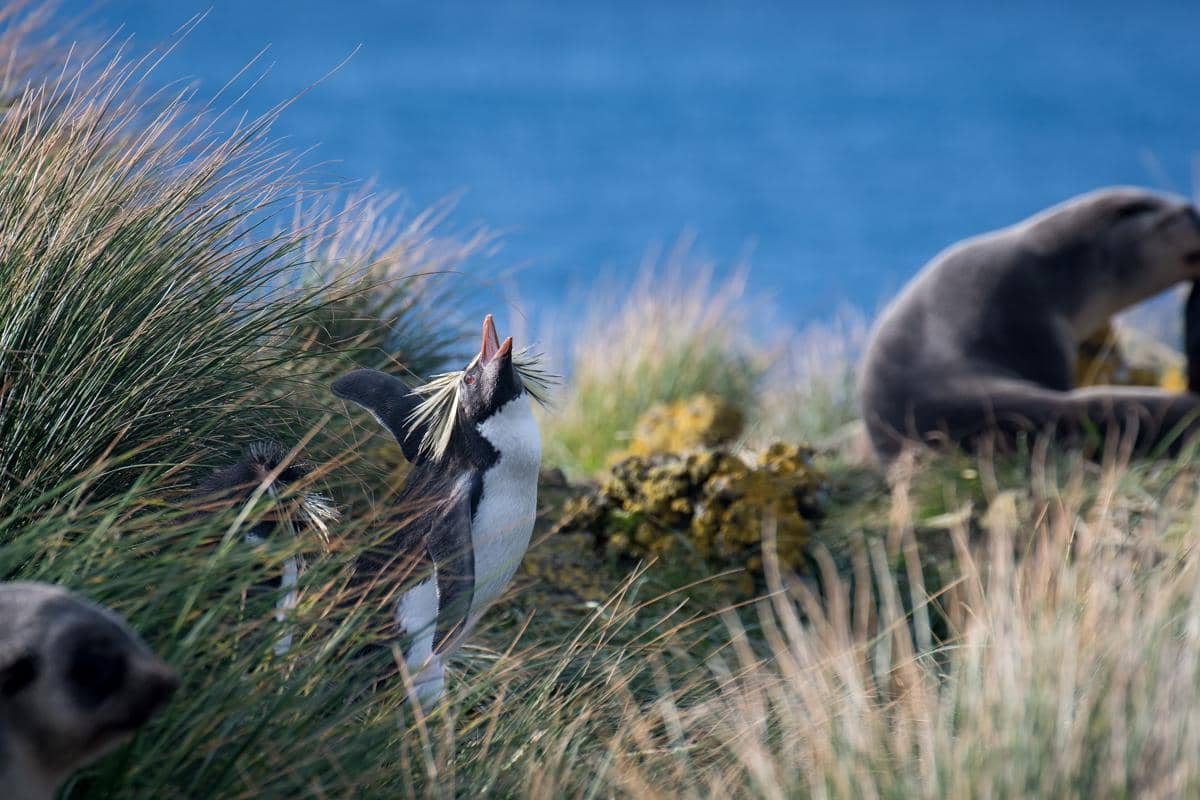 Penguin pelompat-batu utara di pantai utara Pulau Amsterdam, TAAF, Prancis.