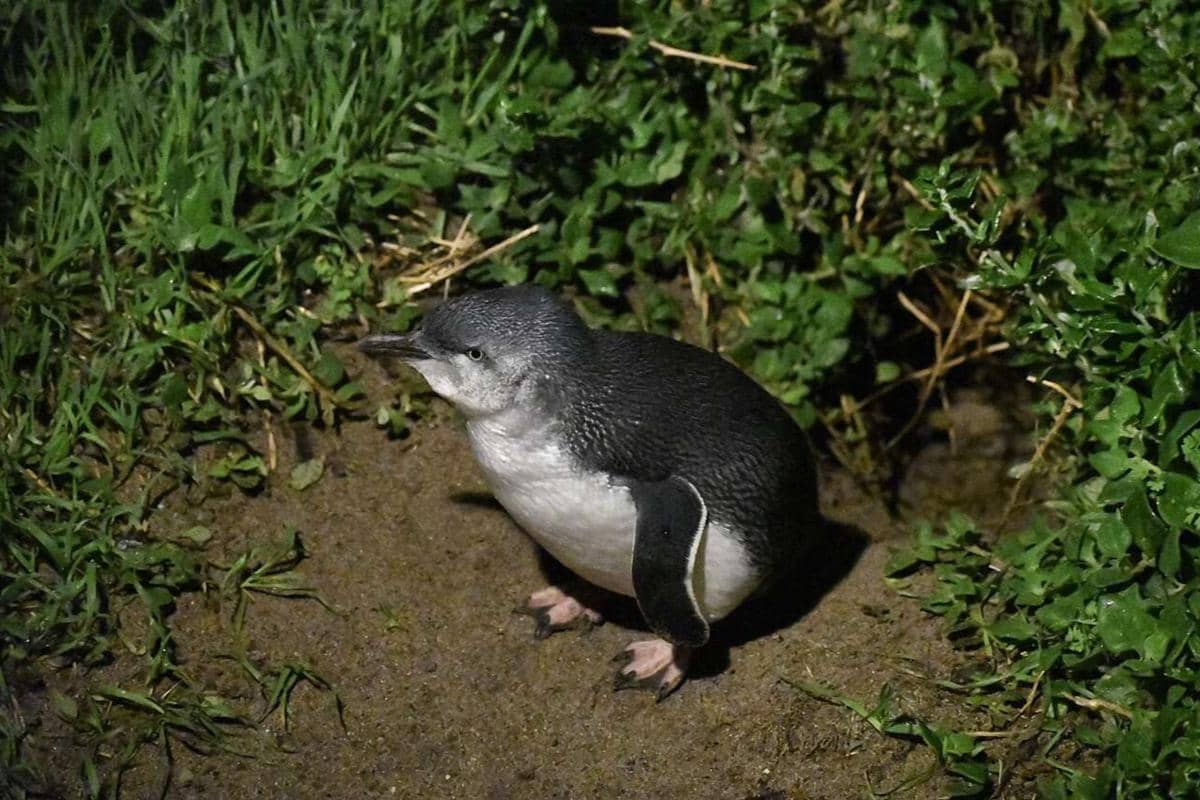 penguin kecil (Eudyptula minor)