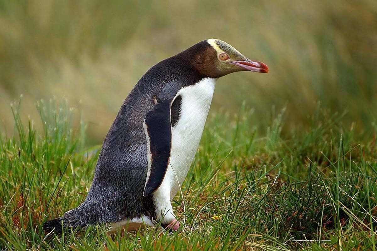 Penguin bermata kuning/hoiho (Megadyptes antipodes) dinamai demikian karena iris mata mereka yang berwarna kuning dan pita kuning yang khas di kepala.