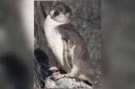 Penguin bersirip putih (Eudyptula albosignata) berdiri di atas bebatuan di Cagar Alam Pohatu, Semenanjung Banks, Pulau Selatan, Selandia Baru.