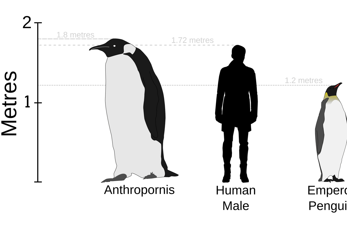 ilustrasi penguin prasejarah