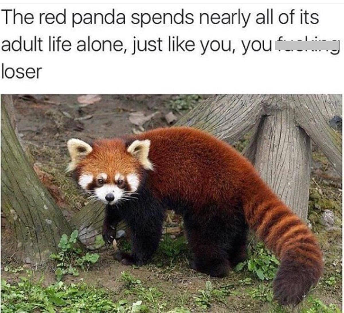 meme panda merah