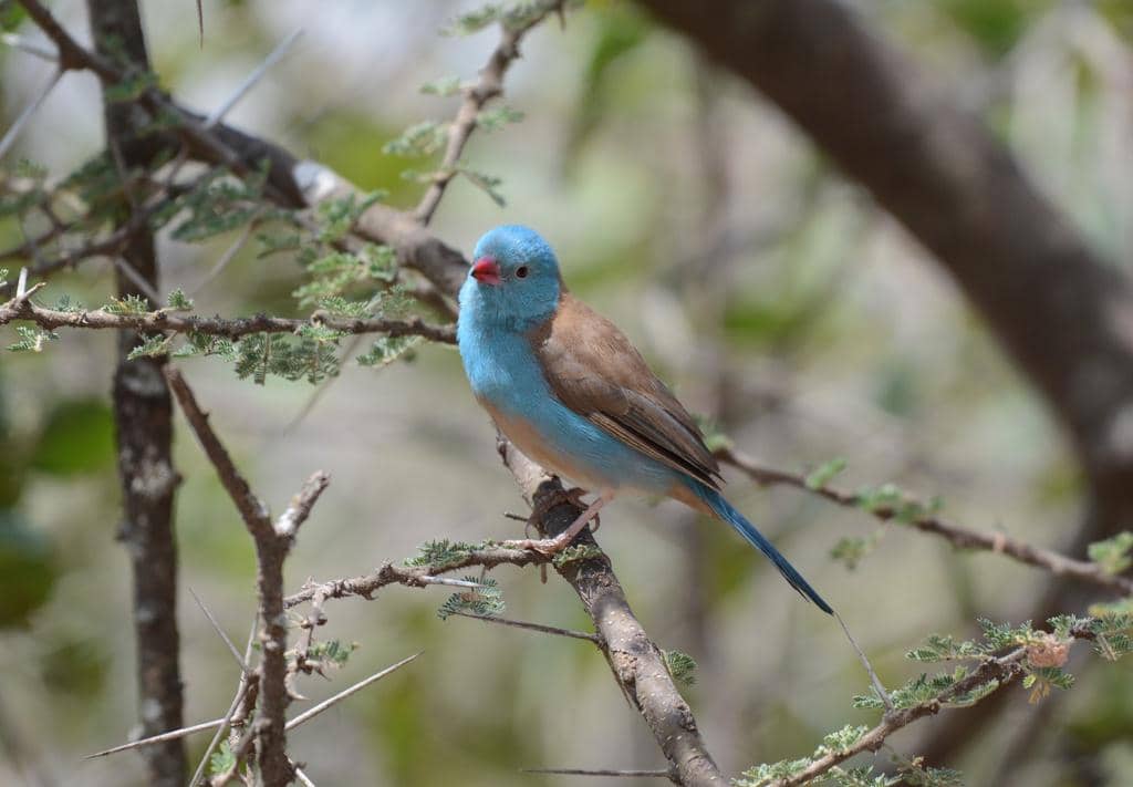 Burung Uraeginthus cyanocephalus