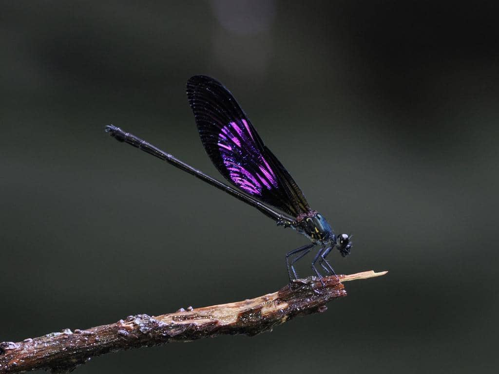 Capung Euphaea variegata