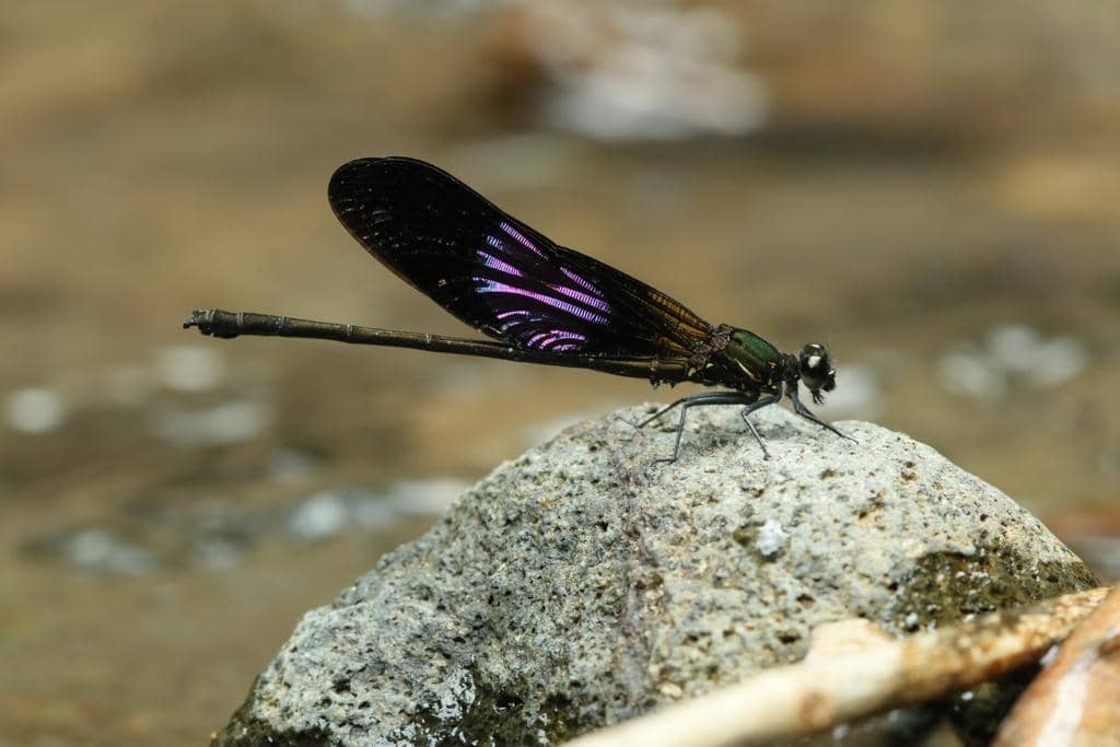 Capung Euphaea variegata