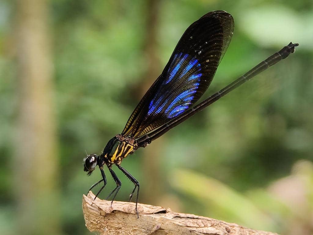 Capung Euphaea variegata