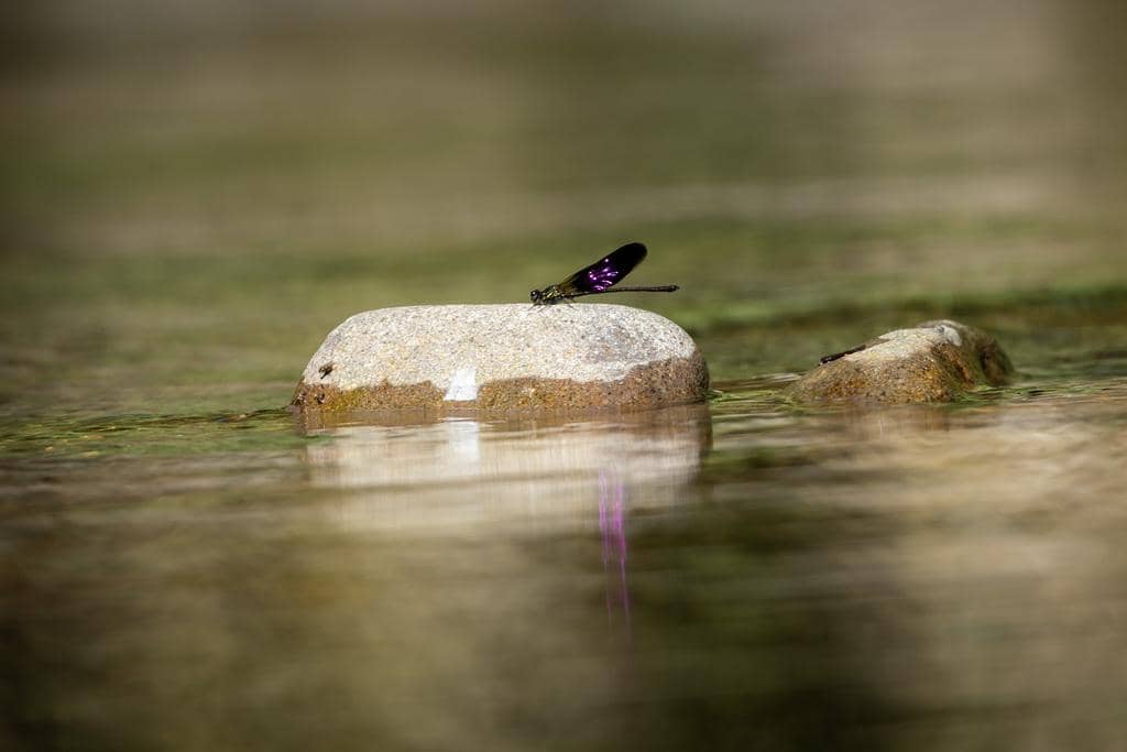 Capung Euphaea variegata