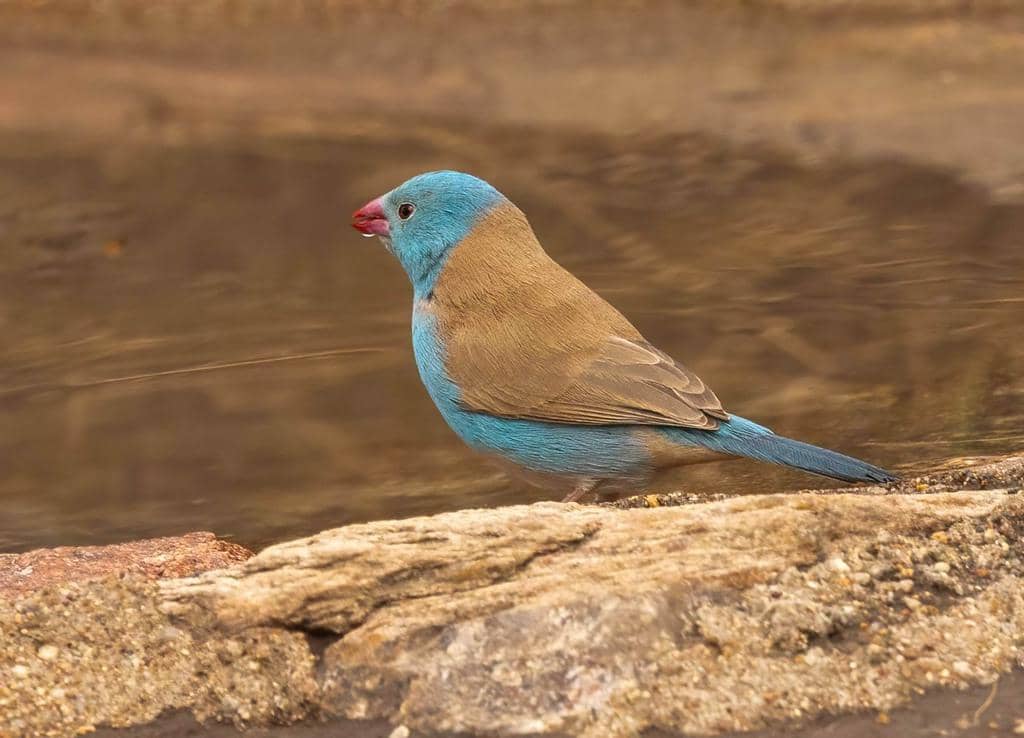 Burung Uraeginthus cyanocephalus