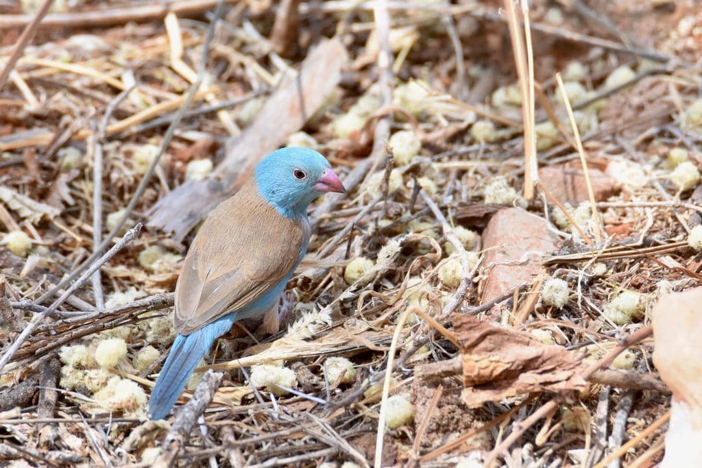 Burung Uraeginthus cyanocephalus