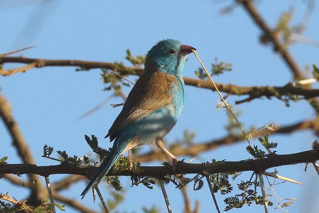 Burung Uraeginthus cyanocephalus