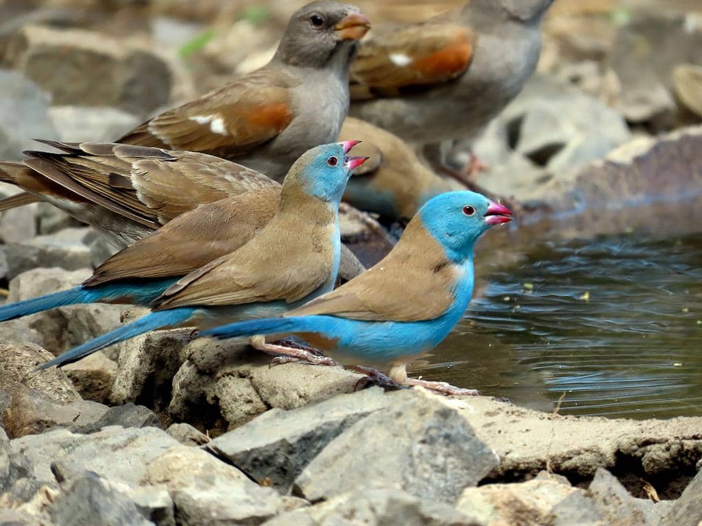 Burung Uraeginthus cyanocephalus