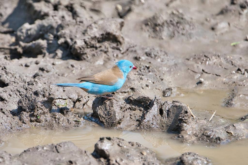 Burung Uraeginthus cyanocephalus