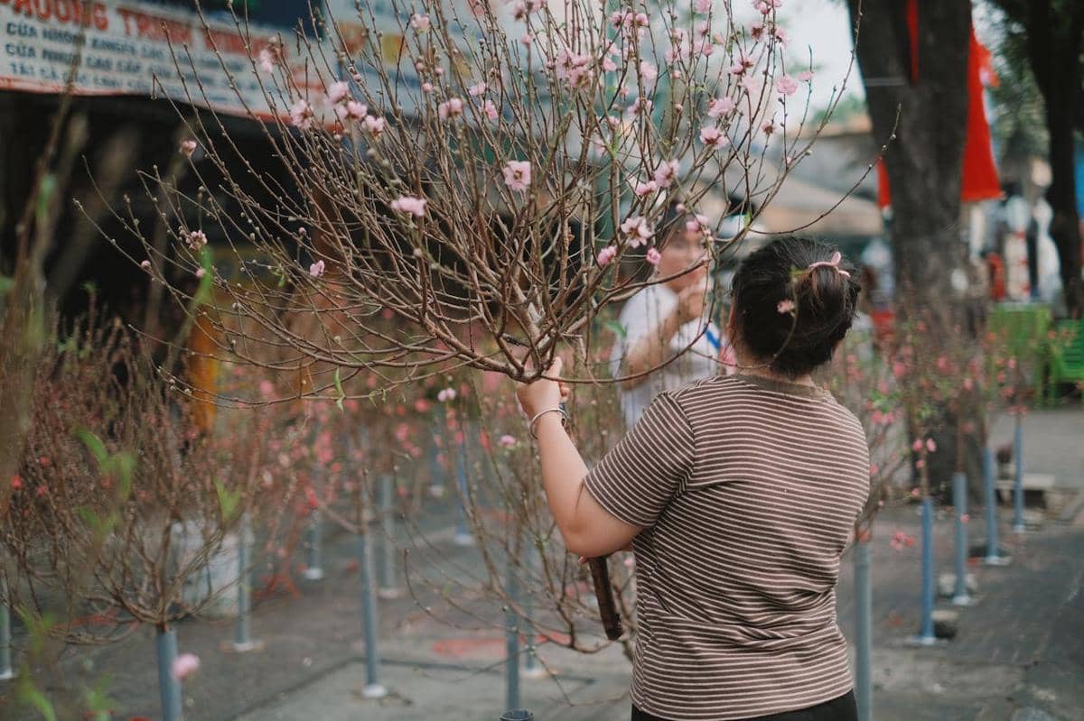 ilustrasi ranting kering untuk eplika pohon mei hwa 