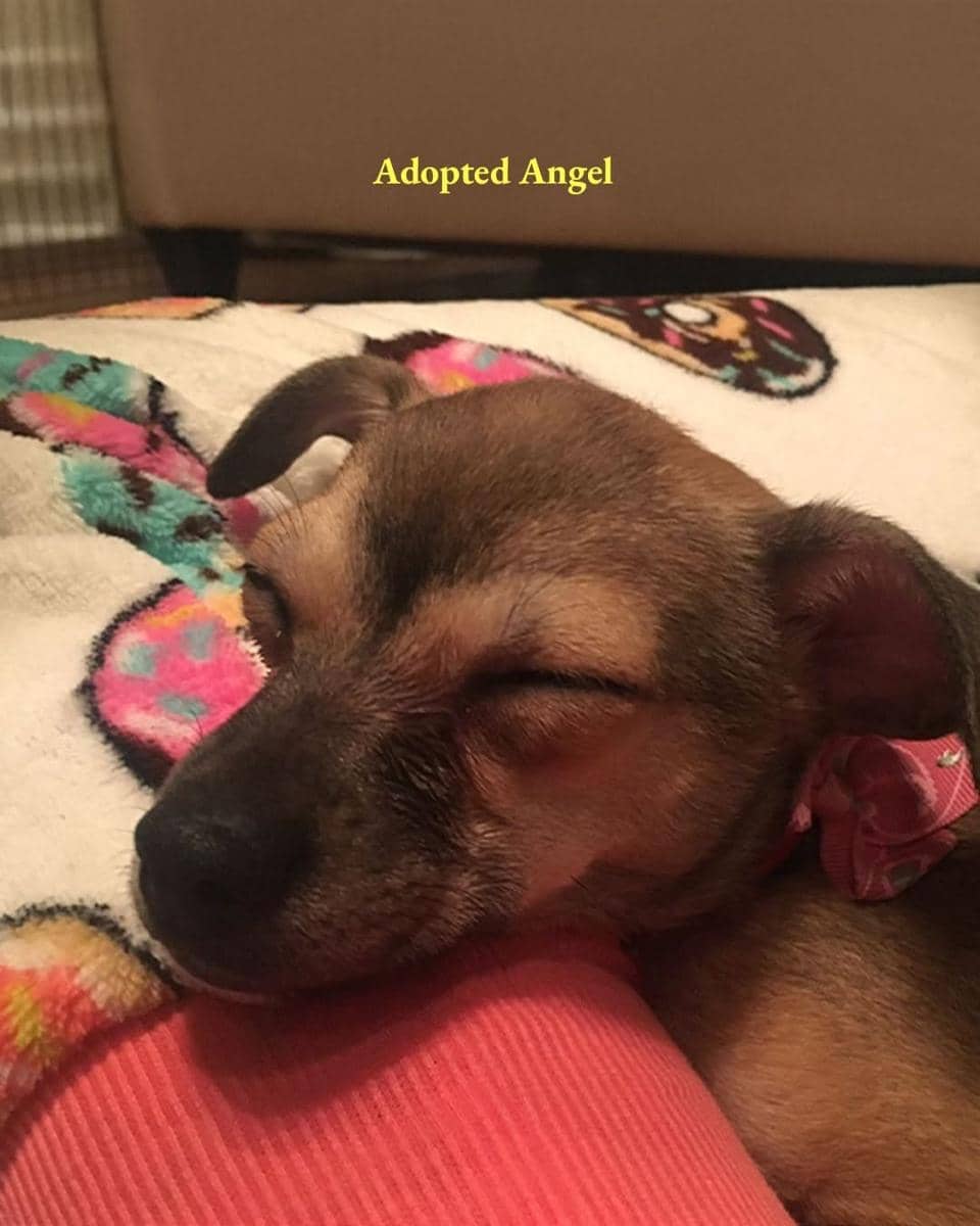 anjing Priyanka Chopra