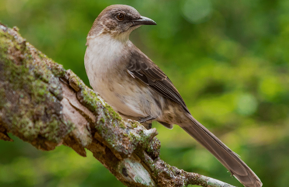 burung socorro mockingbird