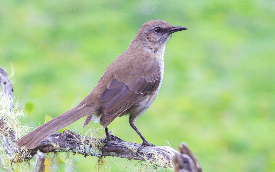 burung socorro mockingbird