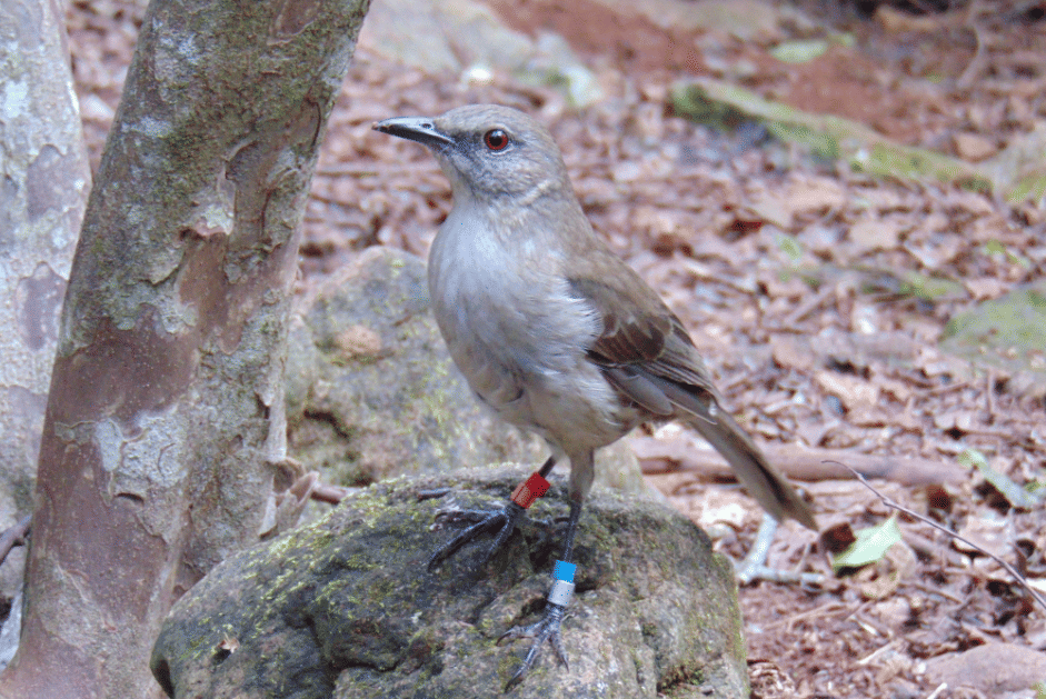 burung socorro mockingbird