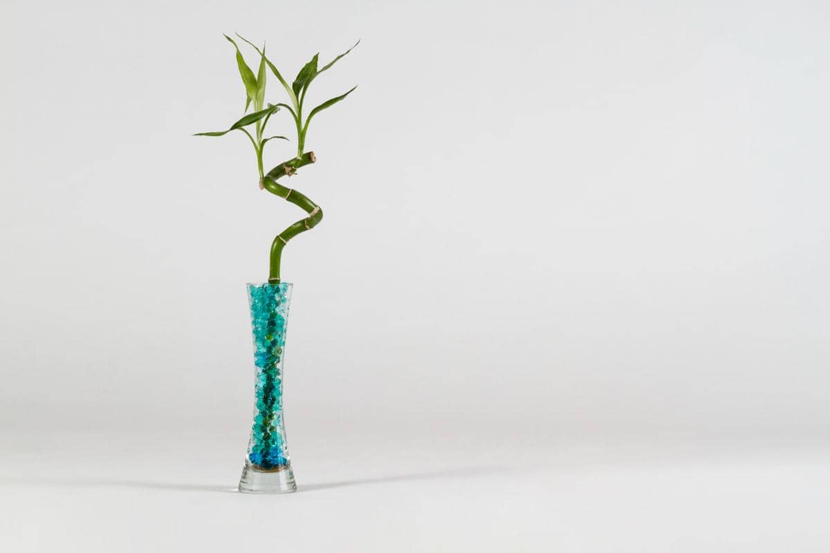 ilustrasi bambu keberuntungan