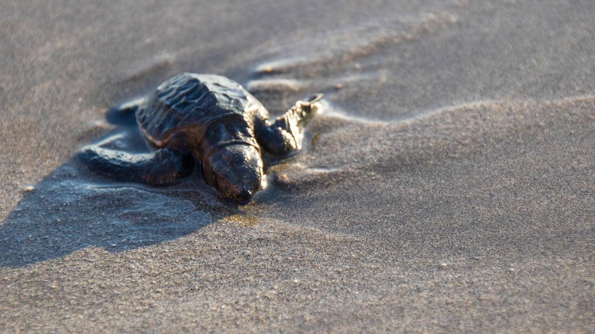 ilustrasi kehidupan penyu (pixabay.com/barredodaisy)