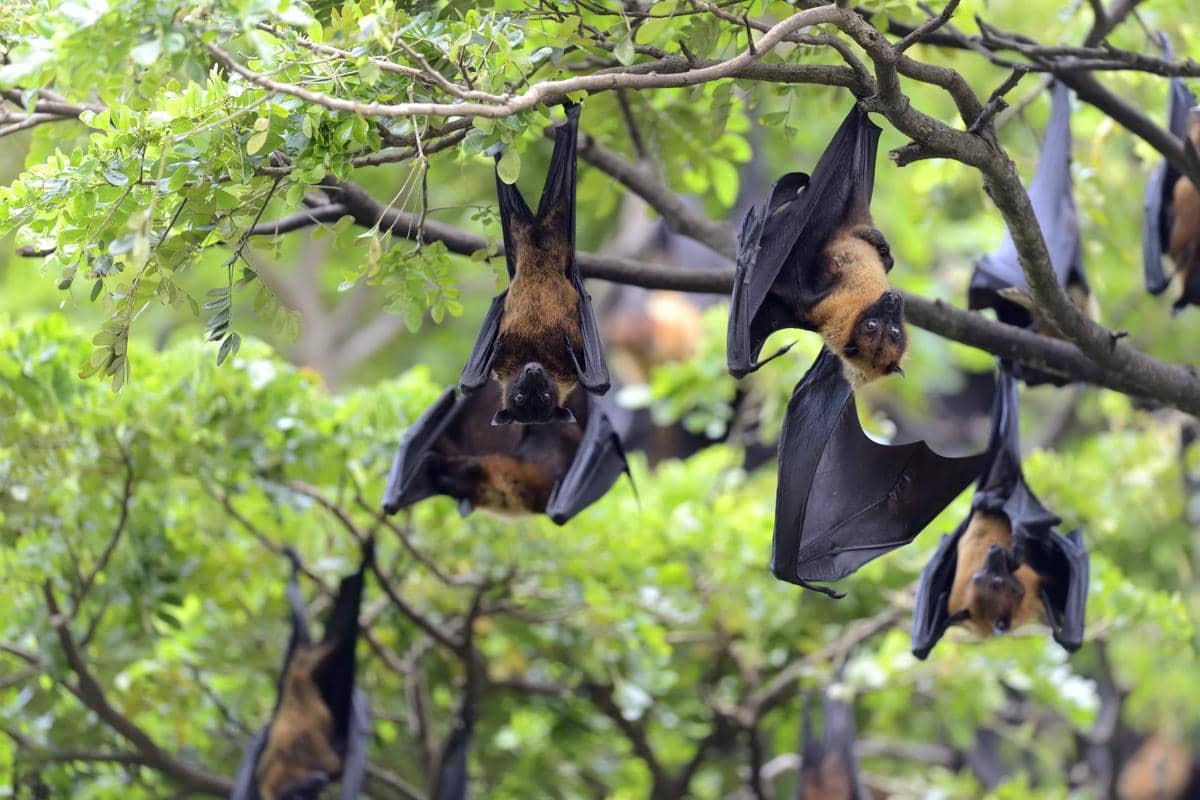 Kemenkes Keluarkan SE Kewaspadaan Virus Nipah yang Marak di India