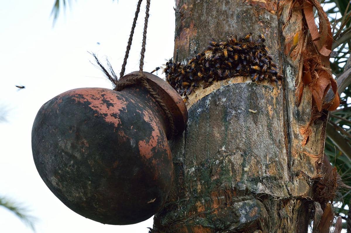 Pengumpulan getah pohon kurma. Getah pohon kurma (Khejur Rosh) adalah getah manis, bergula, dan kaya nutrisi yang dikumpulkan dari pohon kurma selama bulan-bulan musim dingin di Bangladesh dan Benggala Barat.