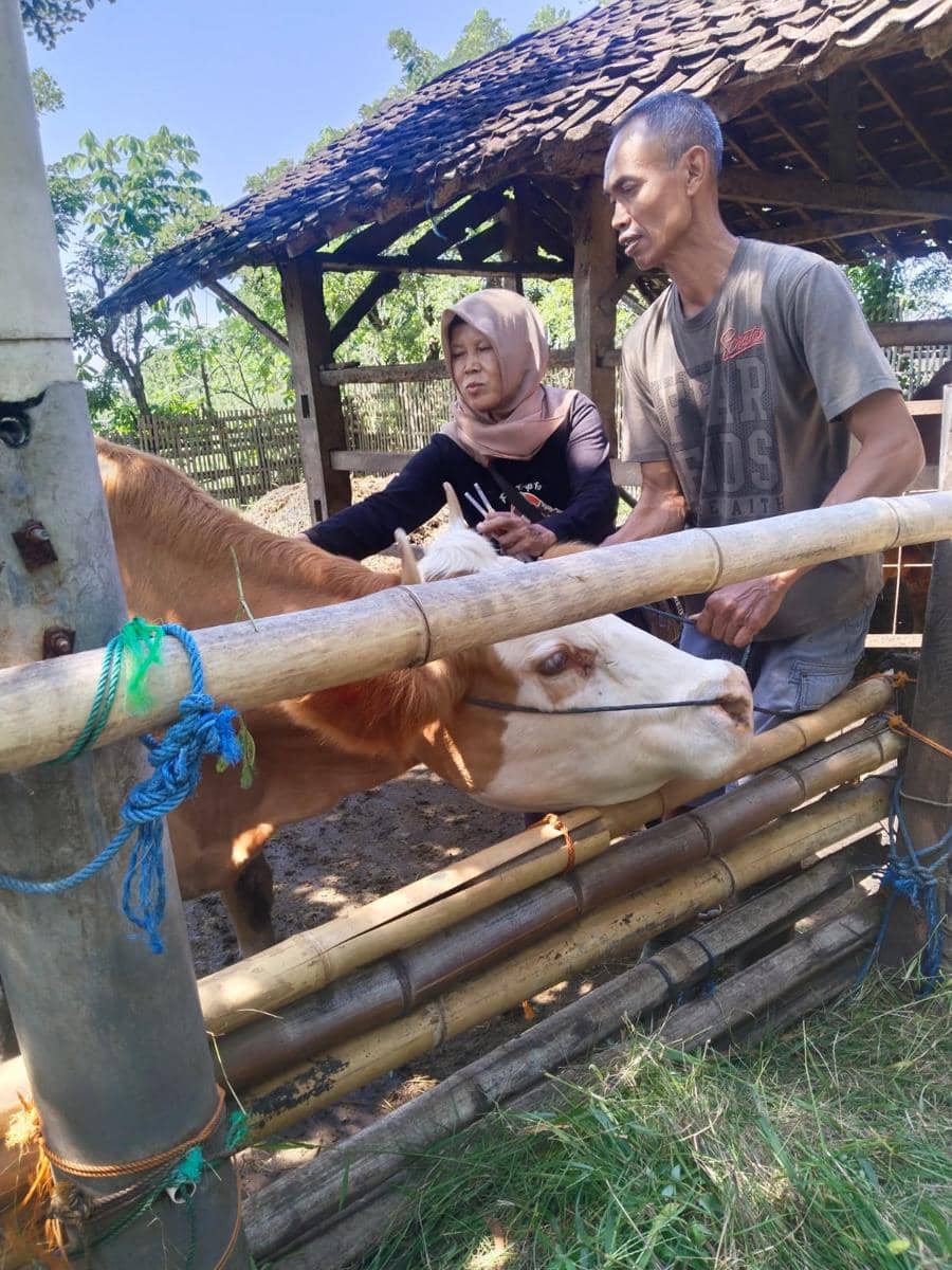 Vaksinasi PMK di Kandang Ternak 45, Depok, Parangtritis, Kretek, Bantul.