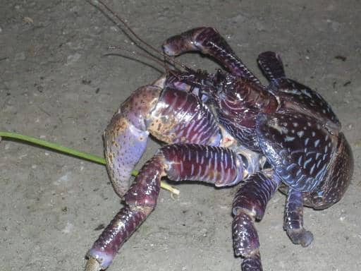 potret kepiting kelapa (coconut crab) di Diego Garcia 