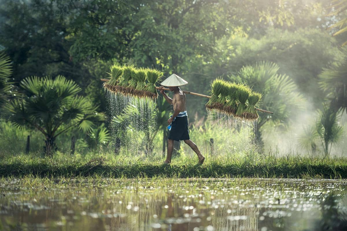 Seorang petani sedang berjalan di Sawah dengan beban di panggul.
