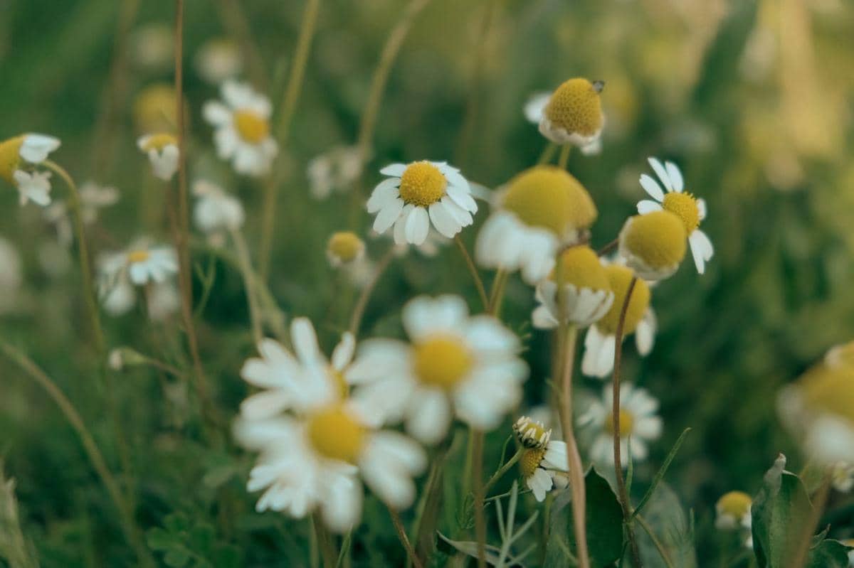 ilustrasi chamomile
