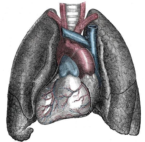 Gambar cermin dari jantung dan paru-paru pada situs inversus.