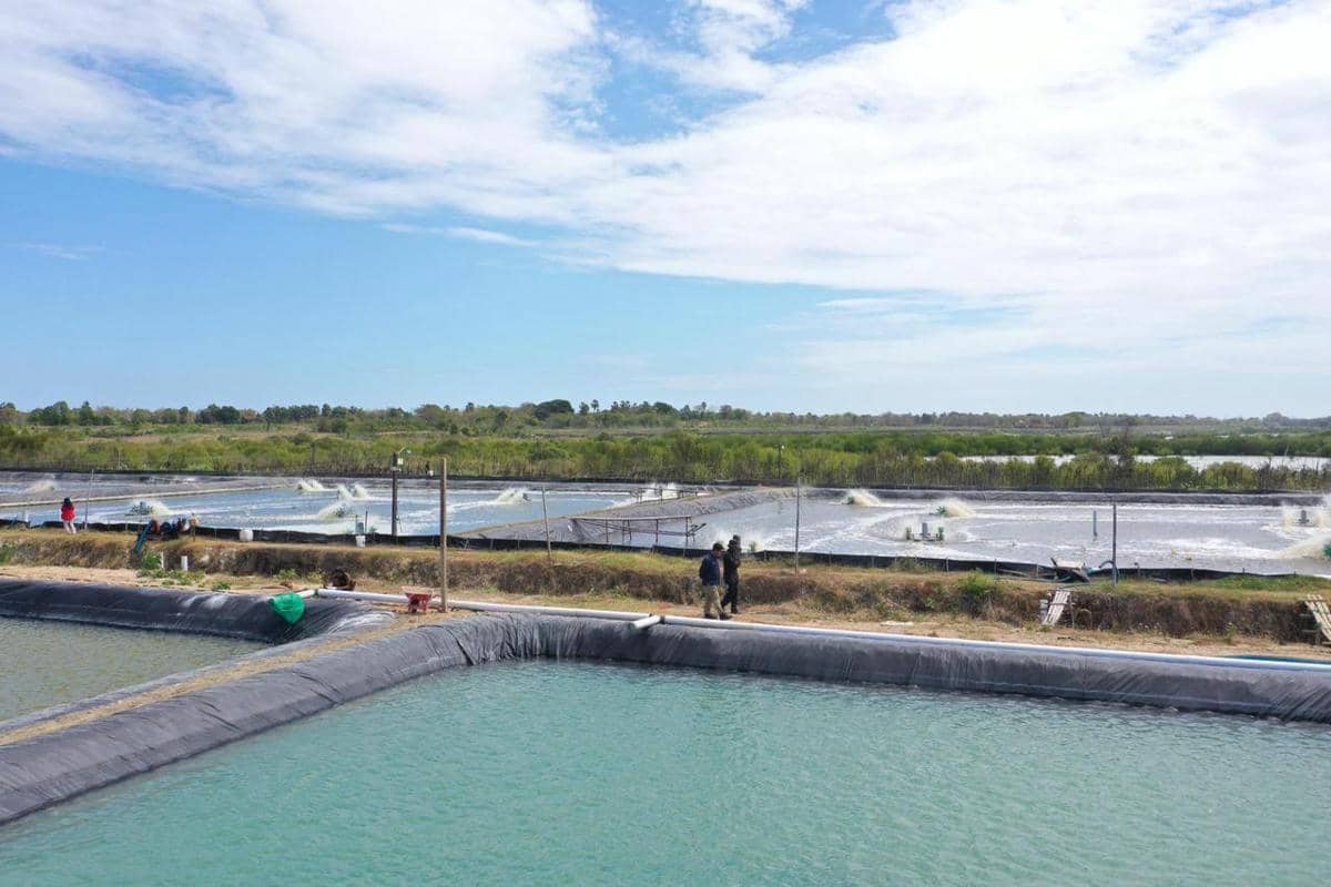 IMAGE ARTICLE PLN 2  (2).jpeg