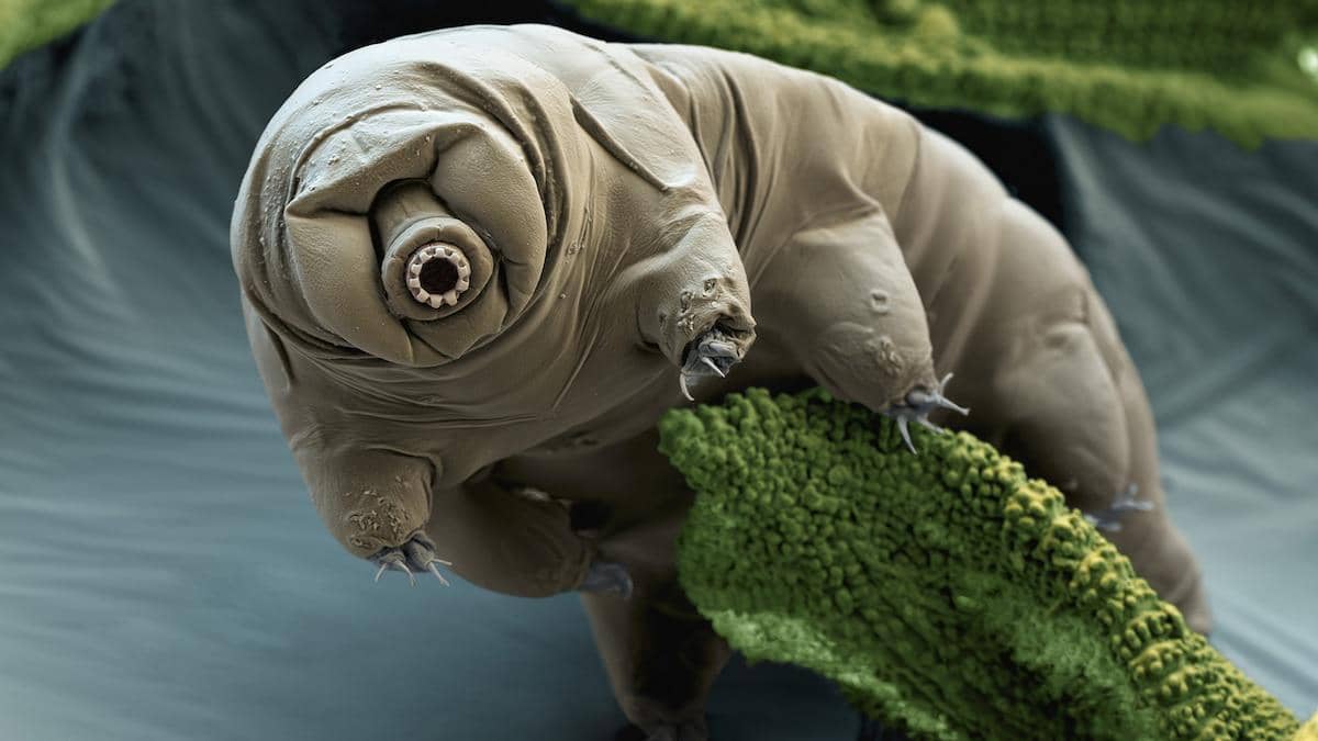 ilustrasi tardigrade
