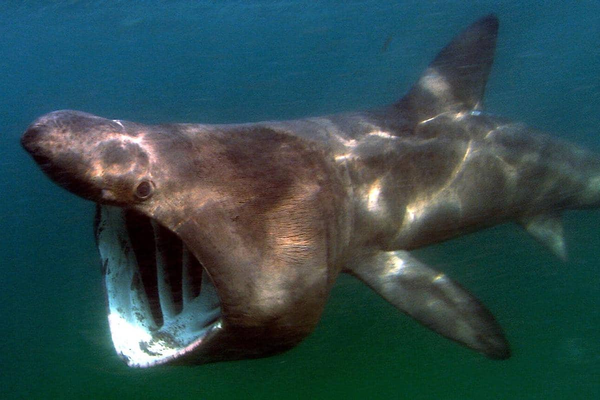 5 Fakta Hiu Penjemur, Spesies Unik dengan Masa Hamil hingga 3 Tahun