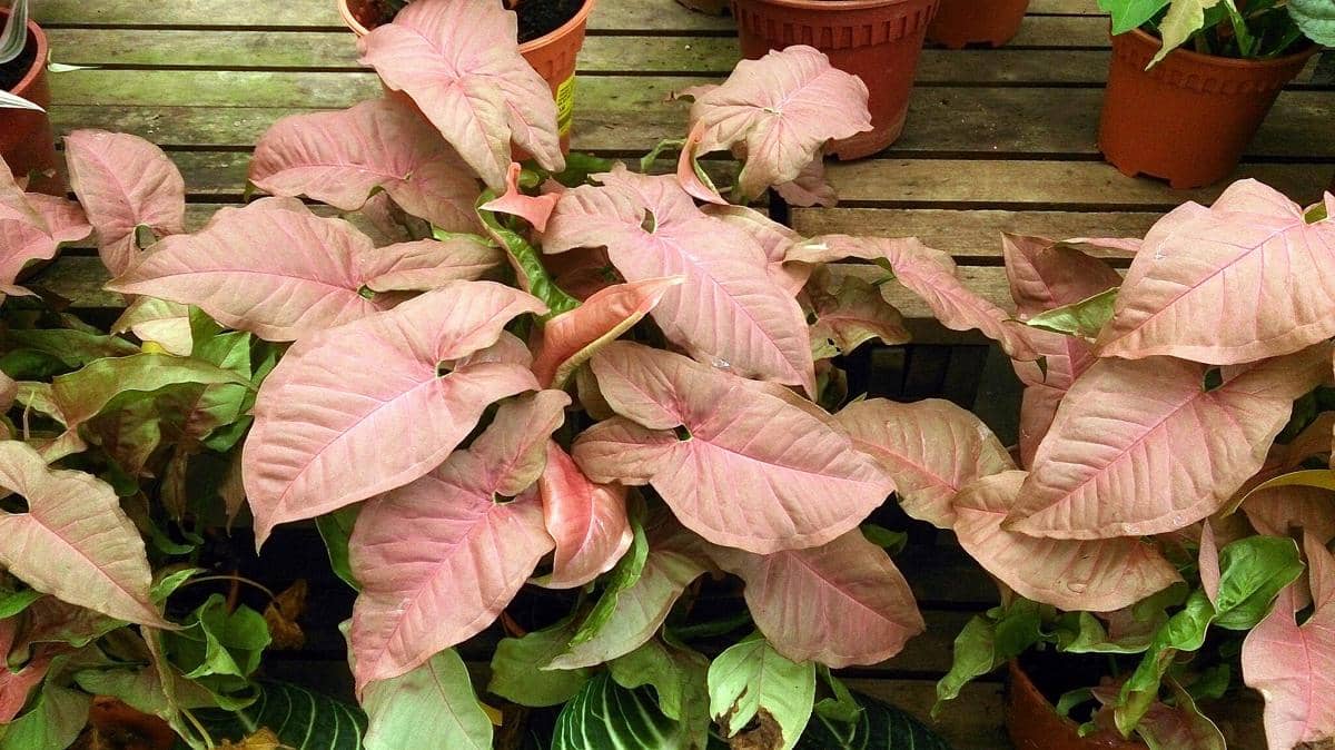Syngonium pink