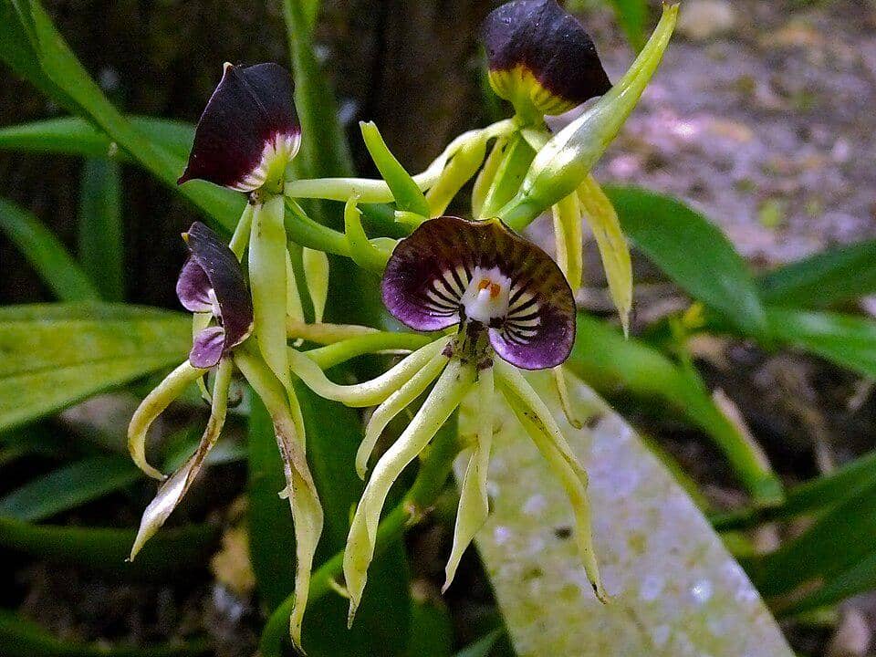 Bunga Prosthechea cochleata