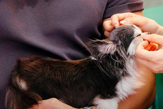 still cut drama Korea Spring Fever