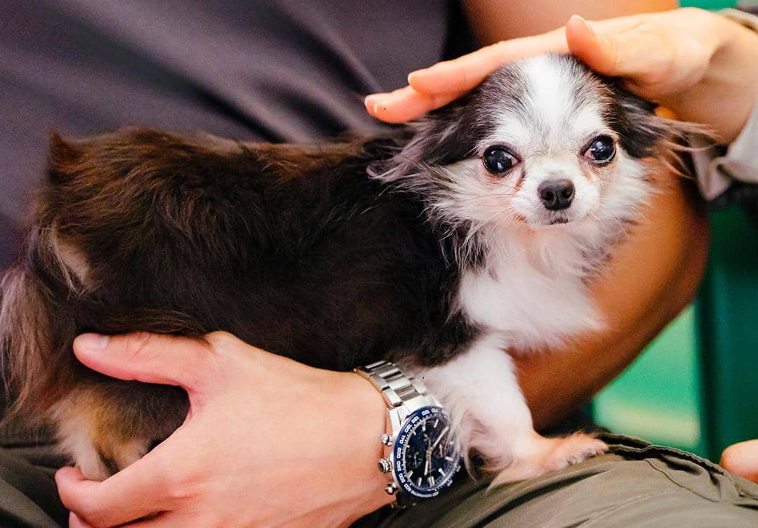 still cut drama Korea Spring Fever