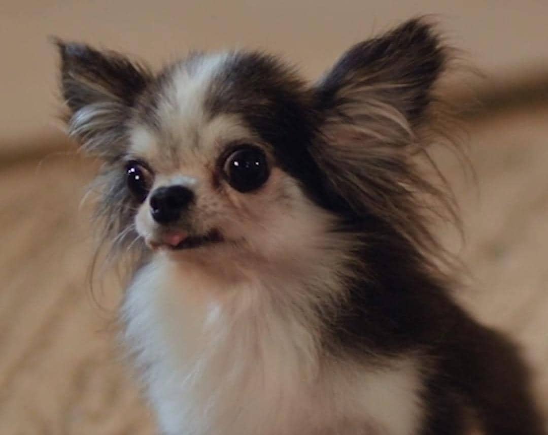 still cut drama Korea Spring Fever