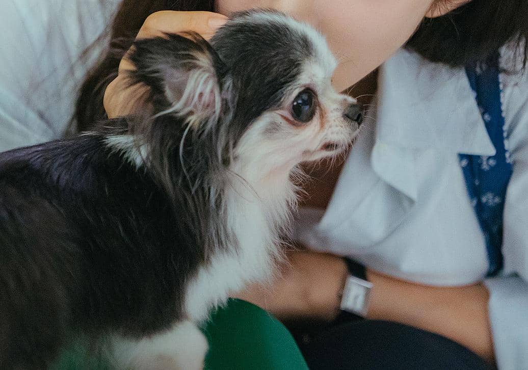 still cut drama Korea Spring Fever