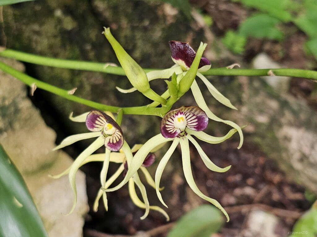 Bunga Prosthechea cochleata