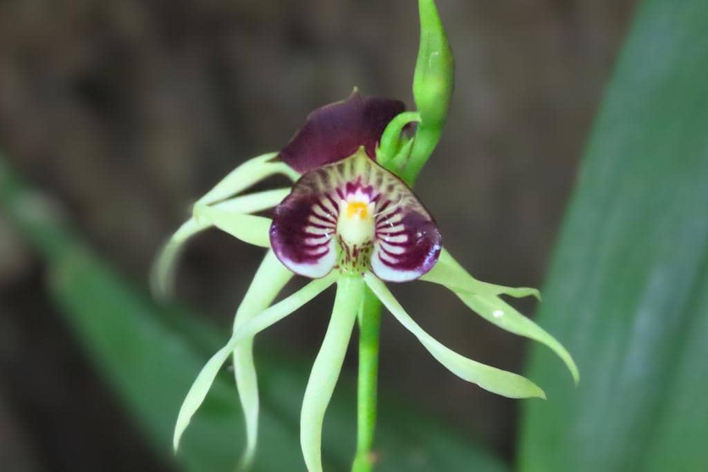 Bunga Prosthechea cochleata