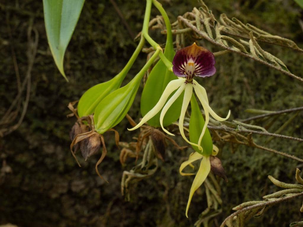 Bunga Prosthechea cochleata