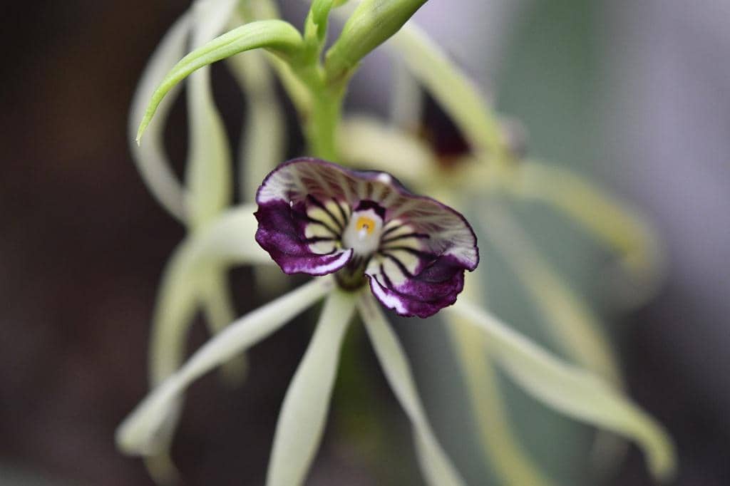 Bunga Prosthechea cochleata