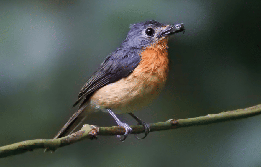 burung javan blue flycatcher 
