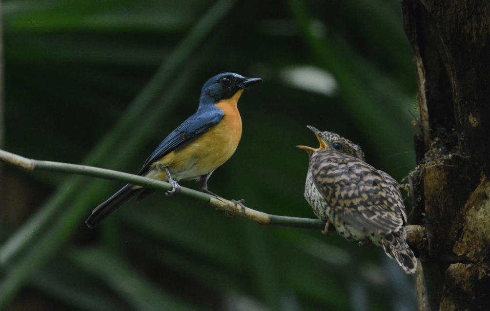 burung javan blue flycatcher