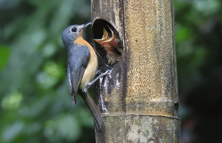 burung javan blue flycatcher